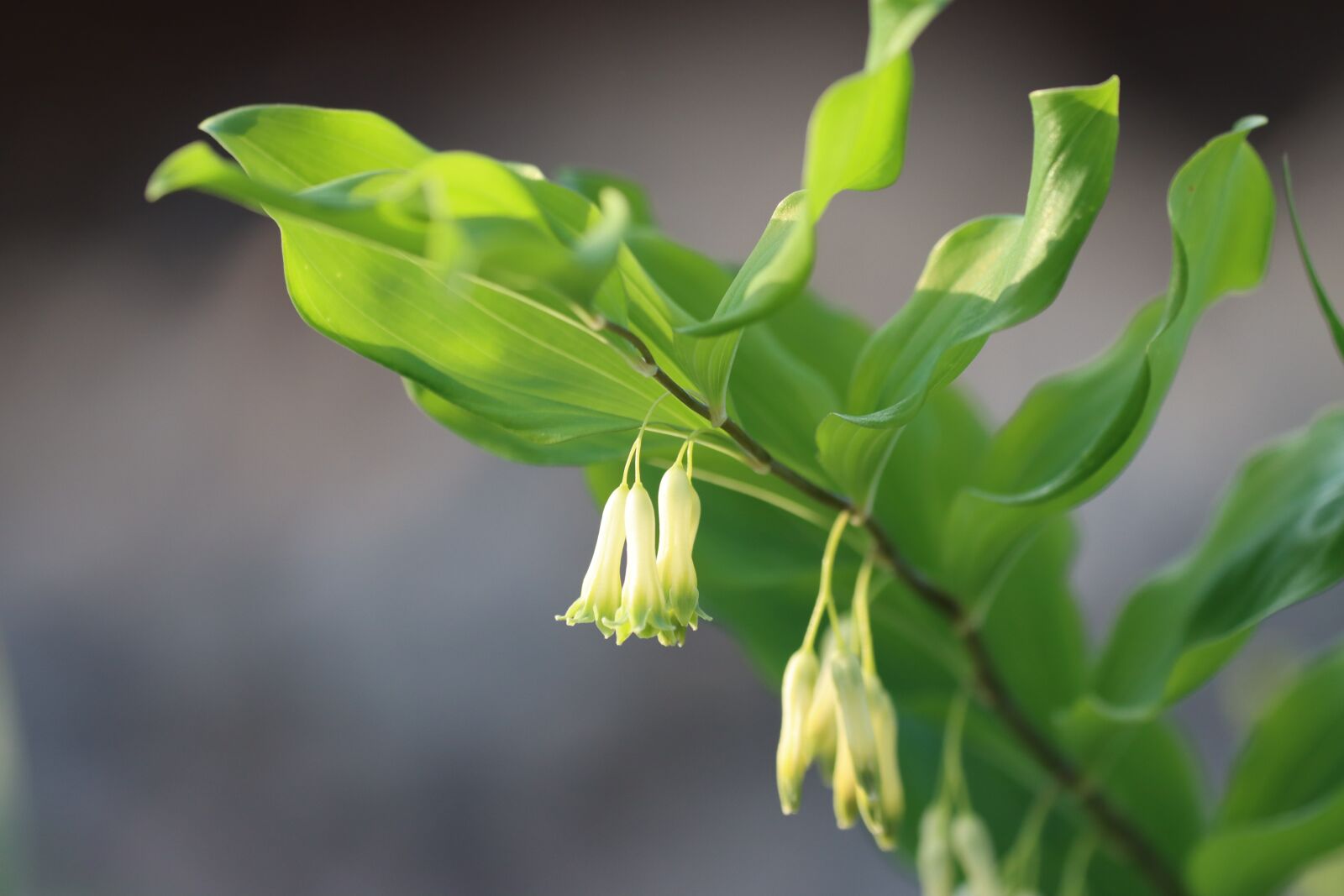 Canon EOS 90D sample photo. Real, solomon's seal, plant photography