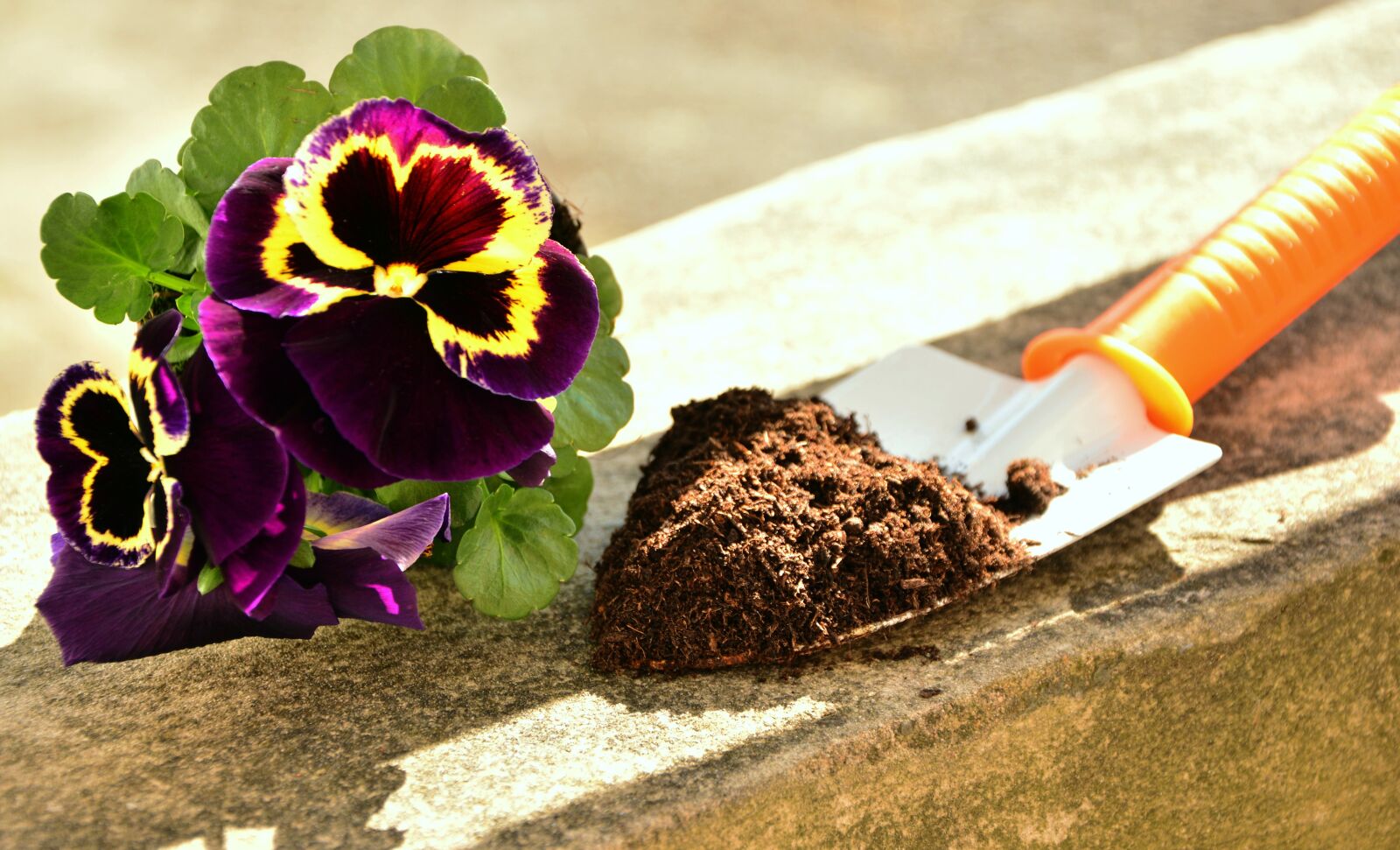 Nikon D5200 sample photo. Plant, pansy, garden photography