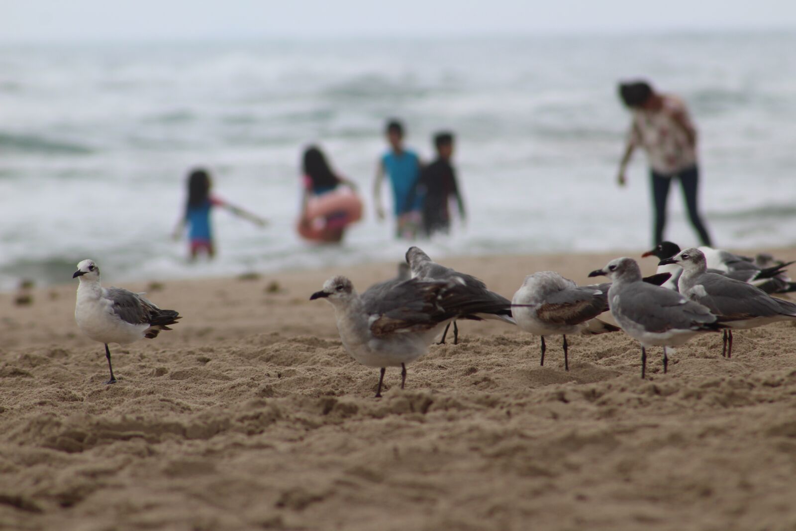 Canon EOS 1300D (EOS Rebel T6 / EOS Kiss X80) sample photo. Seagulls, birds, beach photography