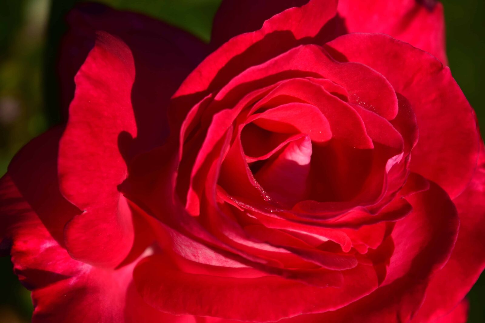 Nikon D3300 sample photo. Petal, flora, rose, flower photography