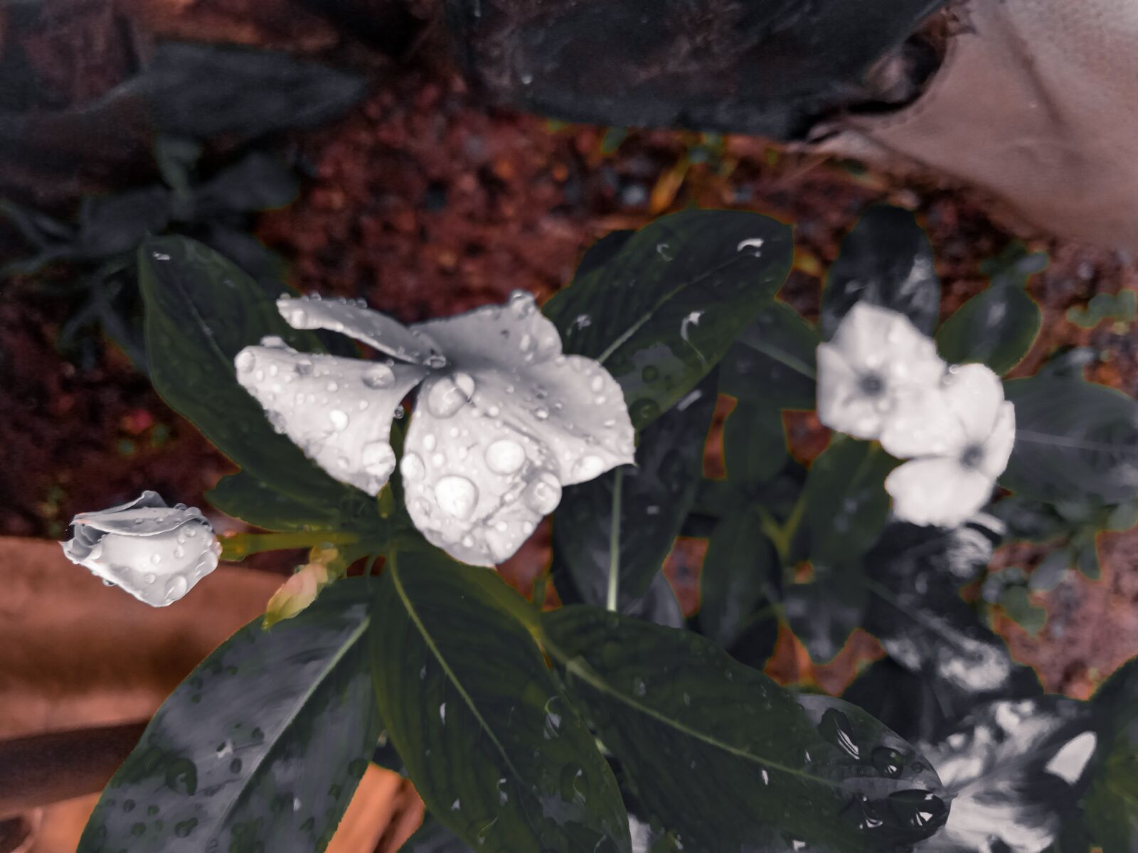 Realme C2 sample photo. White flowers, dark leaves photography