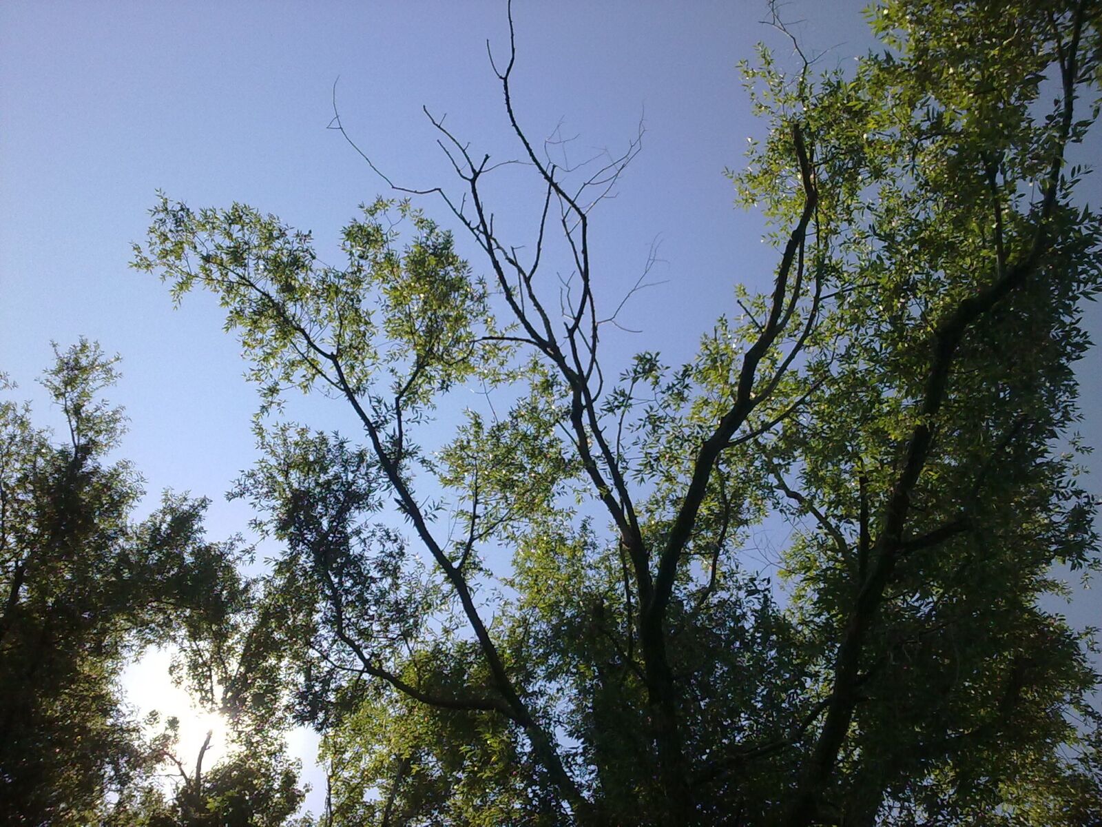 Nokia 5530 sample photo. Trees, sky, landscape photography