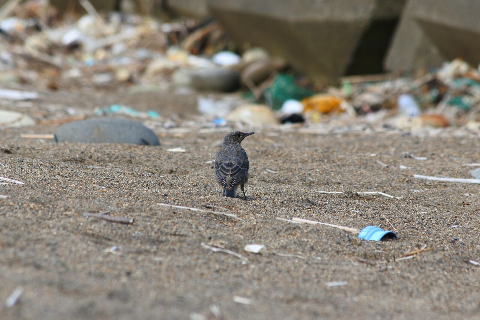 Nikon 1 J5 + VR 55-200mm f/4-5.6G sample photo. Animal, beach, little bird photography