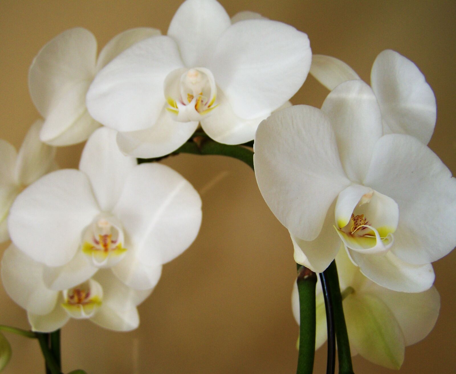 Kodak EASYSHARE ZD710 ZOOM DIGITAL CAMERA sample photo. Orchid, exotic plant, white photography