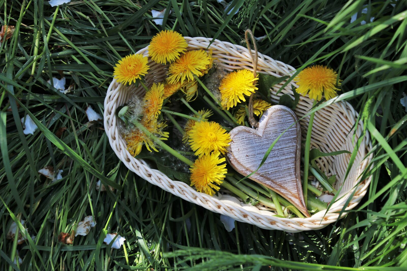 Canon EOS 80D sample photo. Spring, dandelion, shopping cart photography