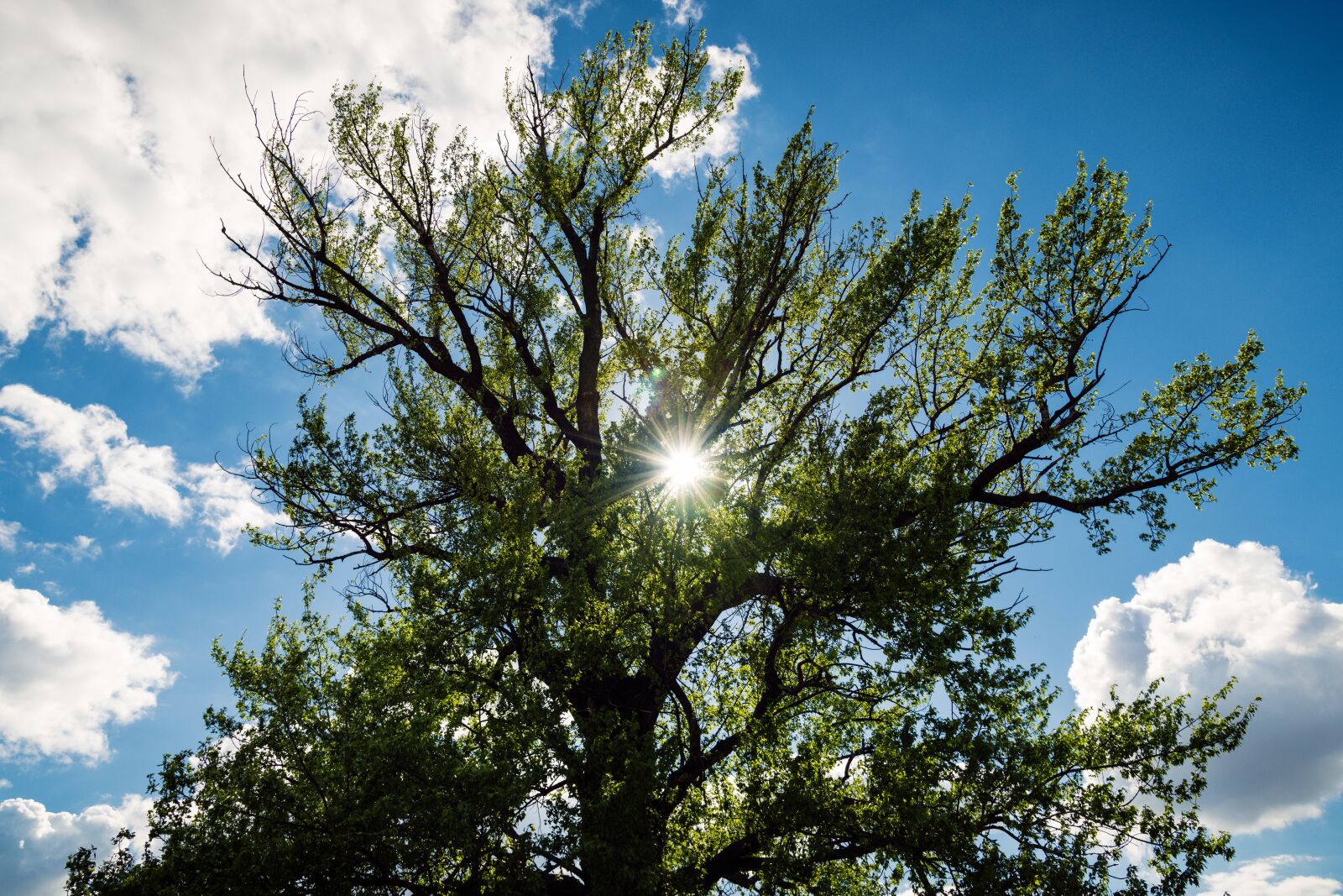 Nikon D850 sample photo. Tree, sun, green photography