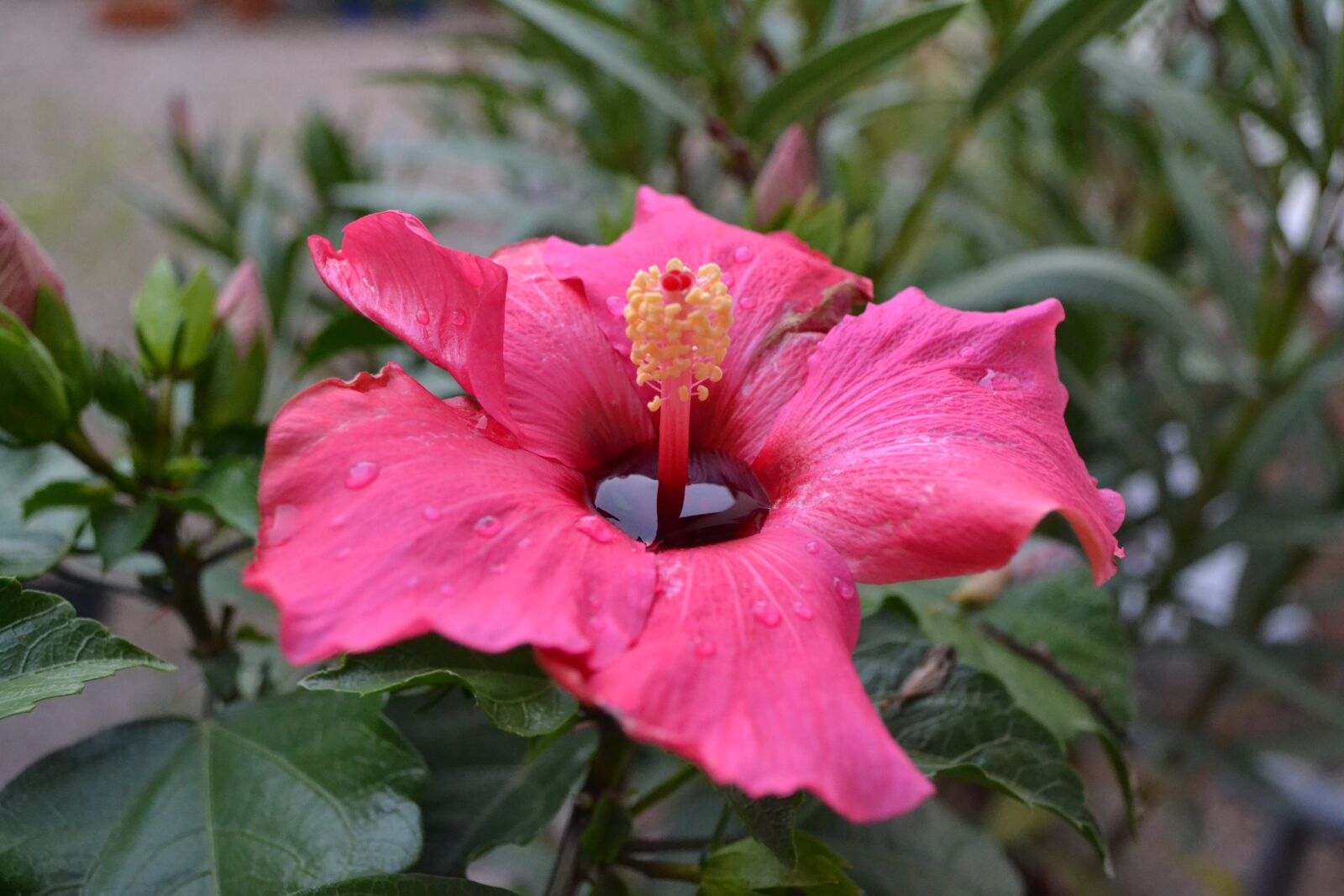 Nikon D3100 sample photo. Hibiscus, flowers, pink photography