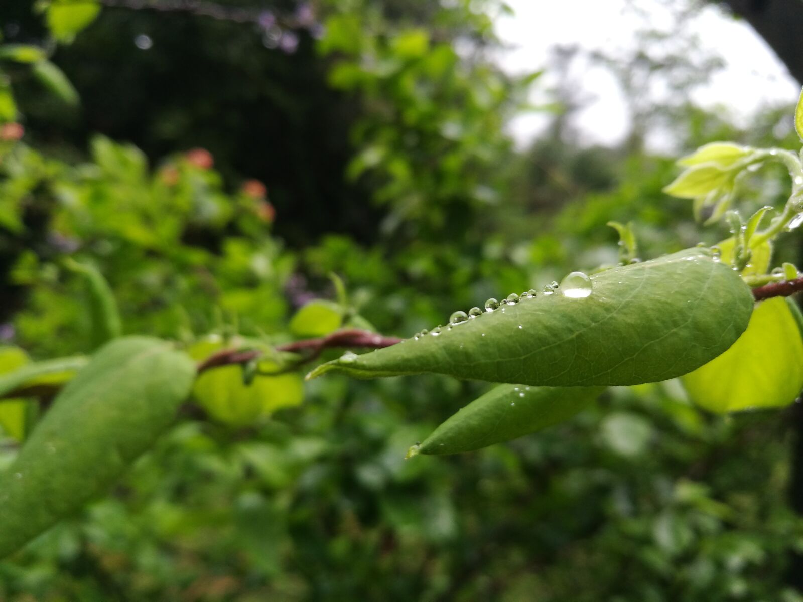 HUAWEI P9 sample photo. Nature, water drop, green photography