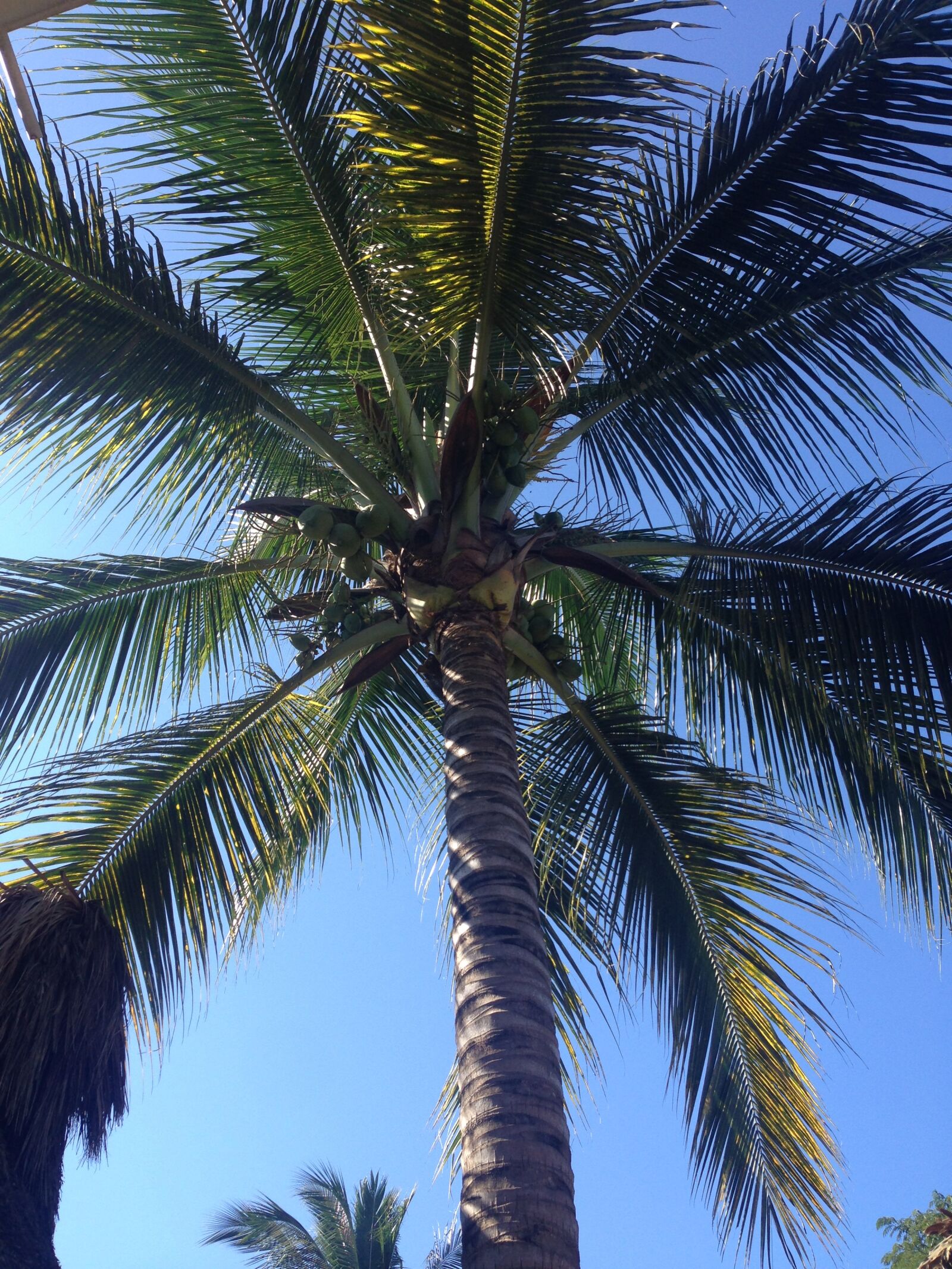 Apple iPhone 5 sample photo. Palm tree, palm, sky photography