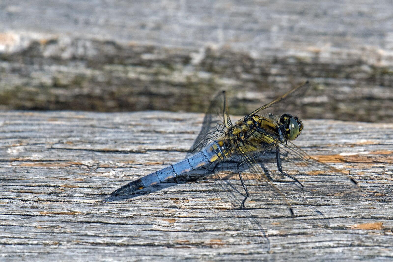 Nikon D500 sample photo. Great blaupfeil, sailing dragonfly photography