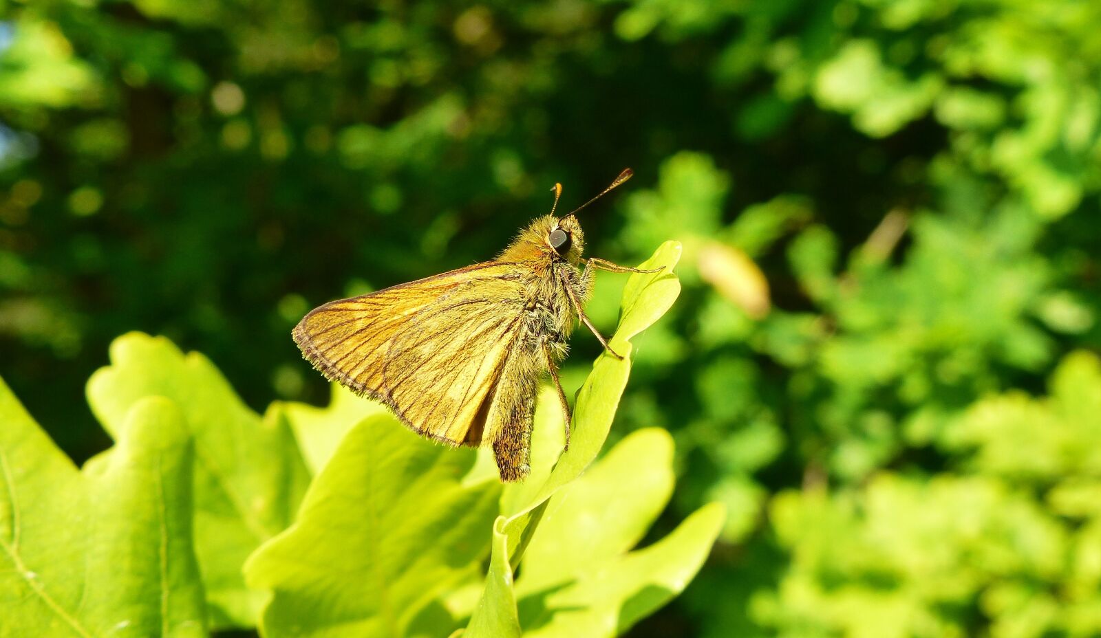 Panasonic Lumix DMC-FZ200 sample photo. Nature, leaf, plant photography