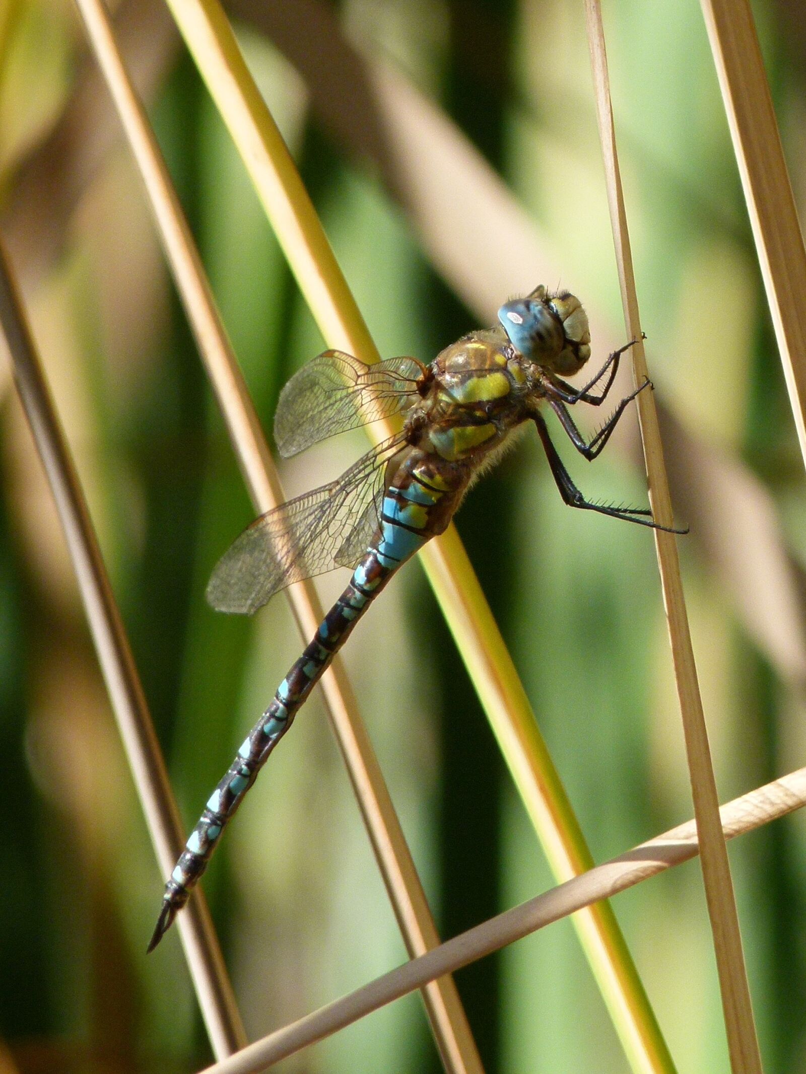 Leica V-Lux 2 sample photo. Dragonfly, blue dragonfly, aeshna photography