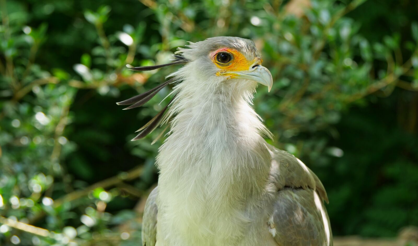 Panasonic Lumix DC-G9 sample photo. Bird, exotic, colorful photography