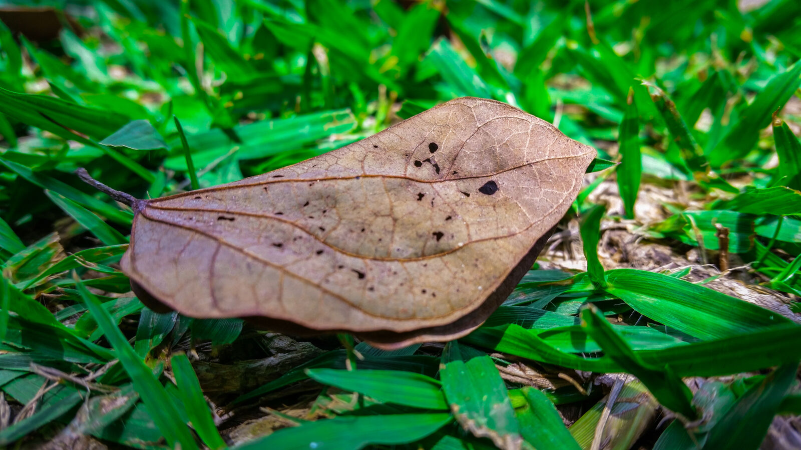 Samsung Galaxy S5 sample photo. Autumn, green, nature photography