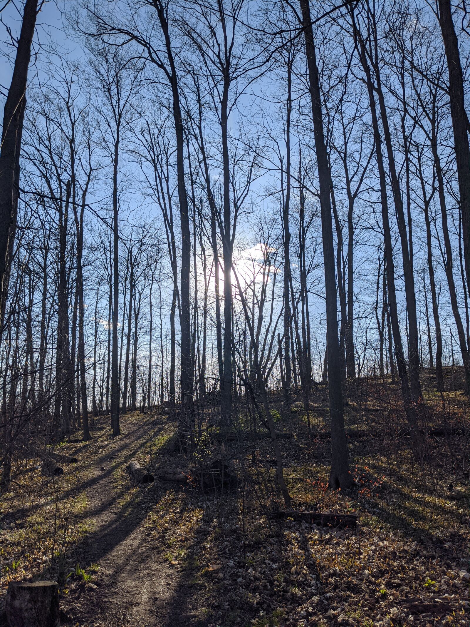Google Pixel 4 sample photo. Trees, forest, sun photography