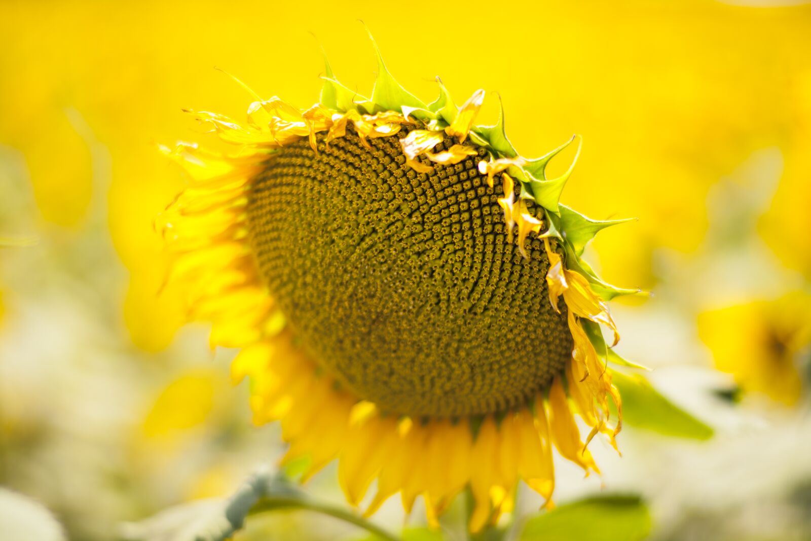 ZEISS Planar T* 85mm F1.4 sample photo. Yellow, flower, sunflower photography
