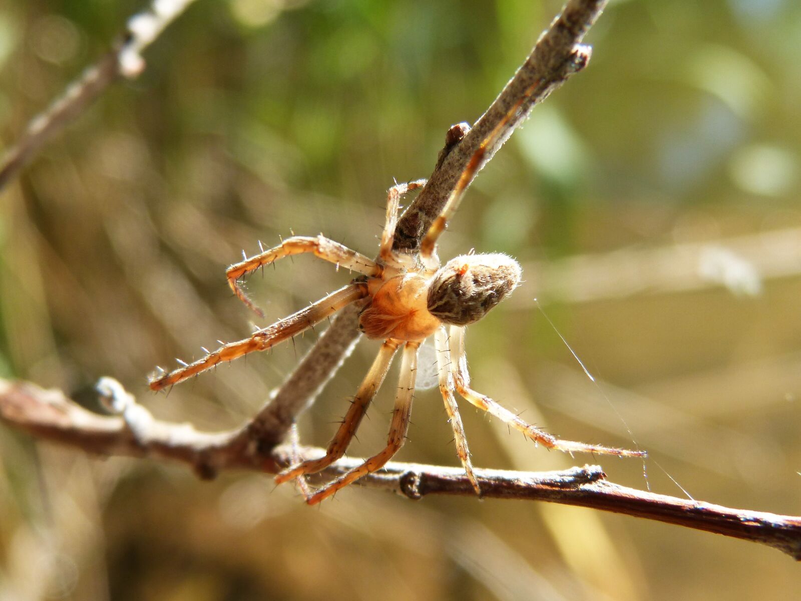 Panasonic DMC-FZ62 sample photo. Spider, detail, branch photography
