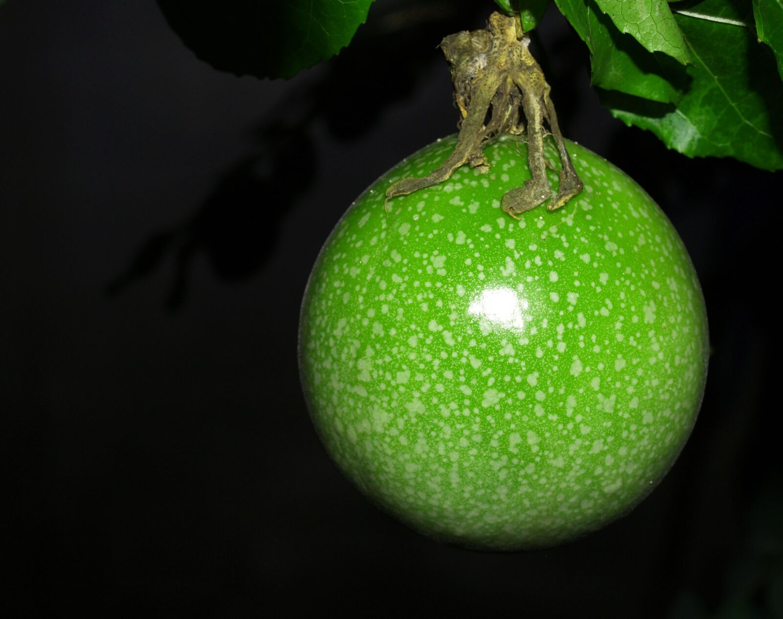Olympus E-300 (EVOLT E-300) sample photo. Passion, flower, fruit photography