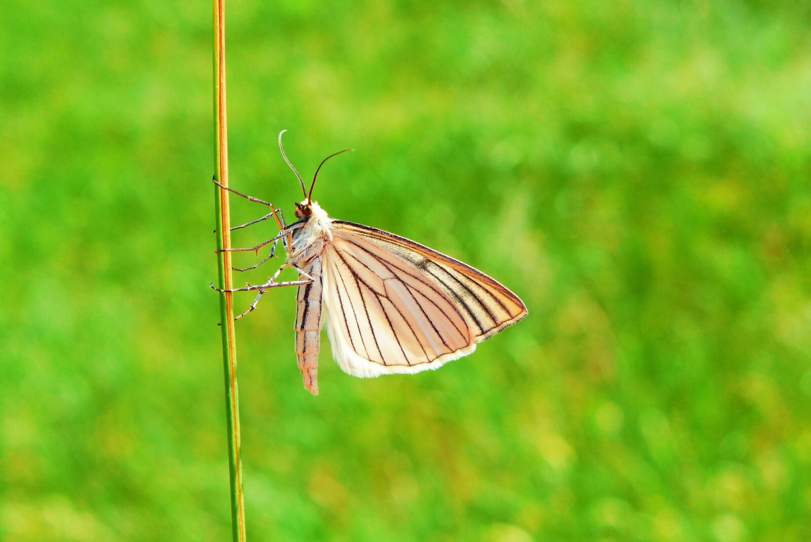 Panasonic Lumix DMC-FZ200 sample photo. Animals, invertebrates, insect photography