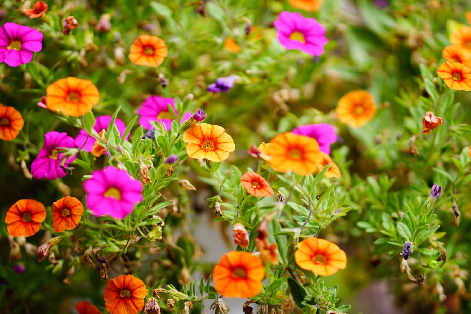 E 50mm F1.8 OSS sample photo. Pink flower, pink, orange photography