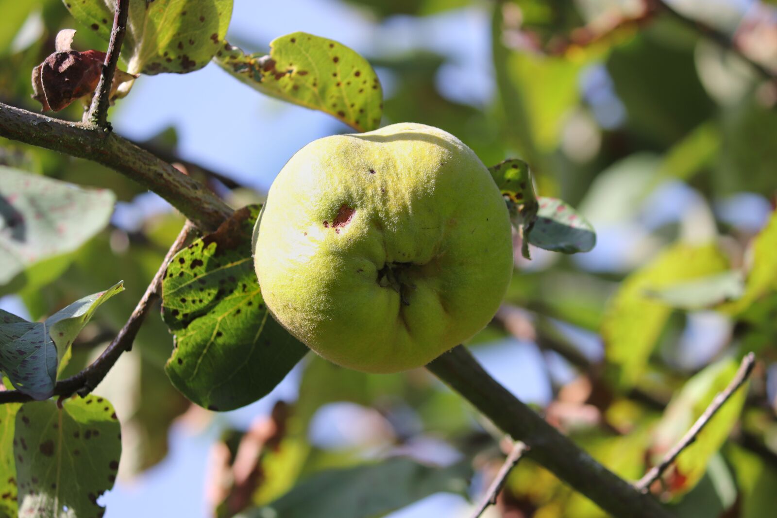 Canon EOS 200D (EOS Rebel SL2 / EOS Kiss X9) sample photo. Quince, fruit, bio photography