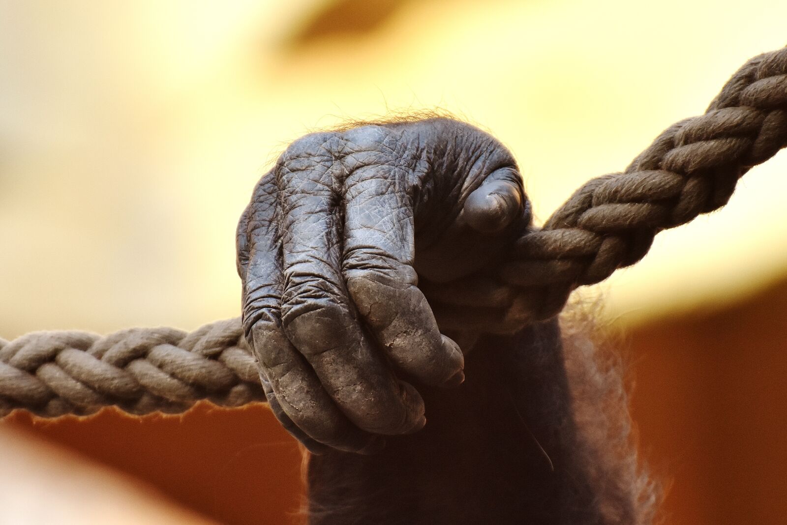 Nikon D7200 sample photo. Hand, monkey, gorilla photography