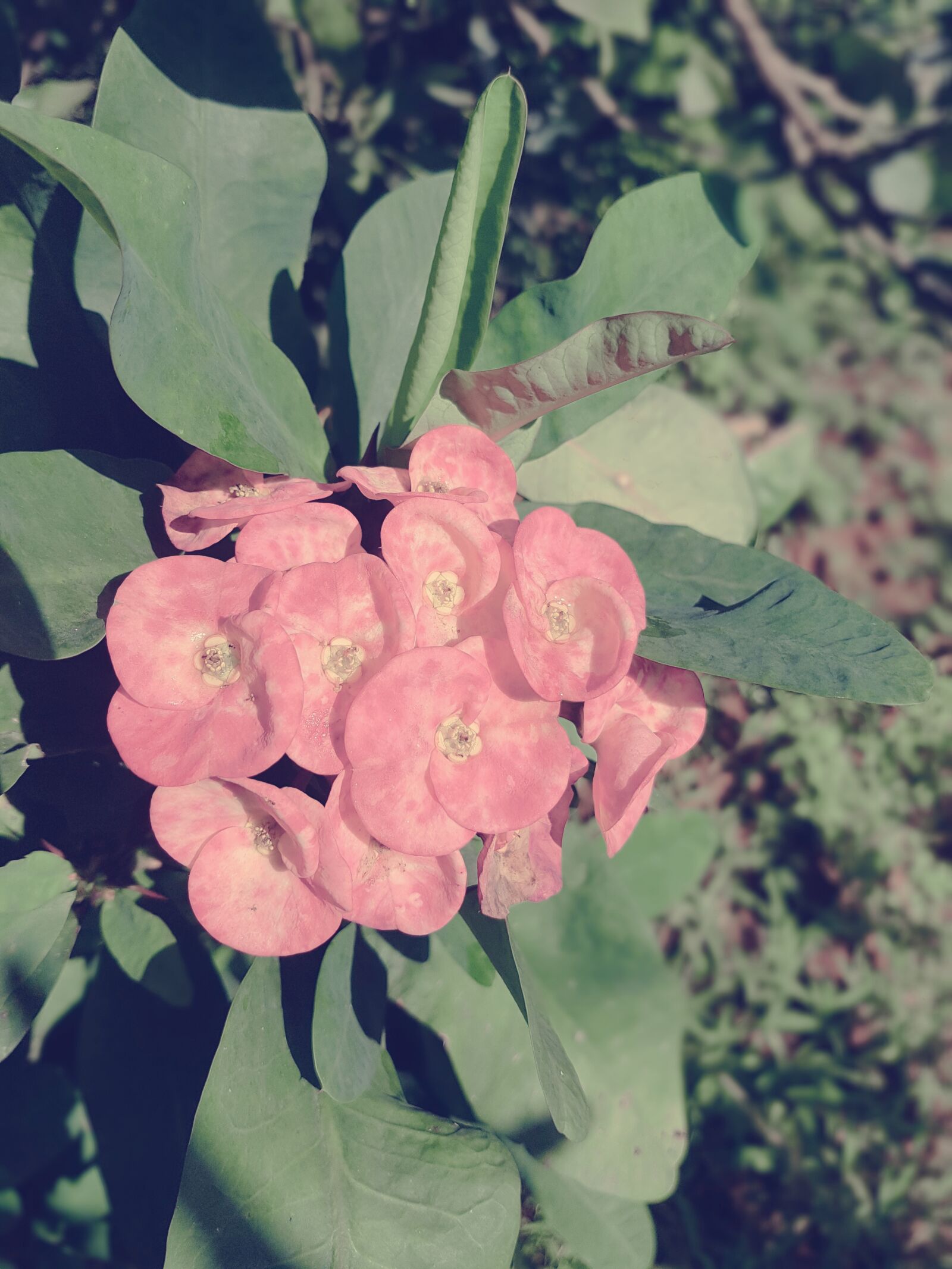 Samsung Galaxy S7 Edge sample photo
