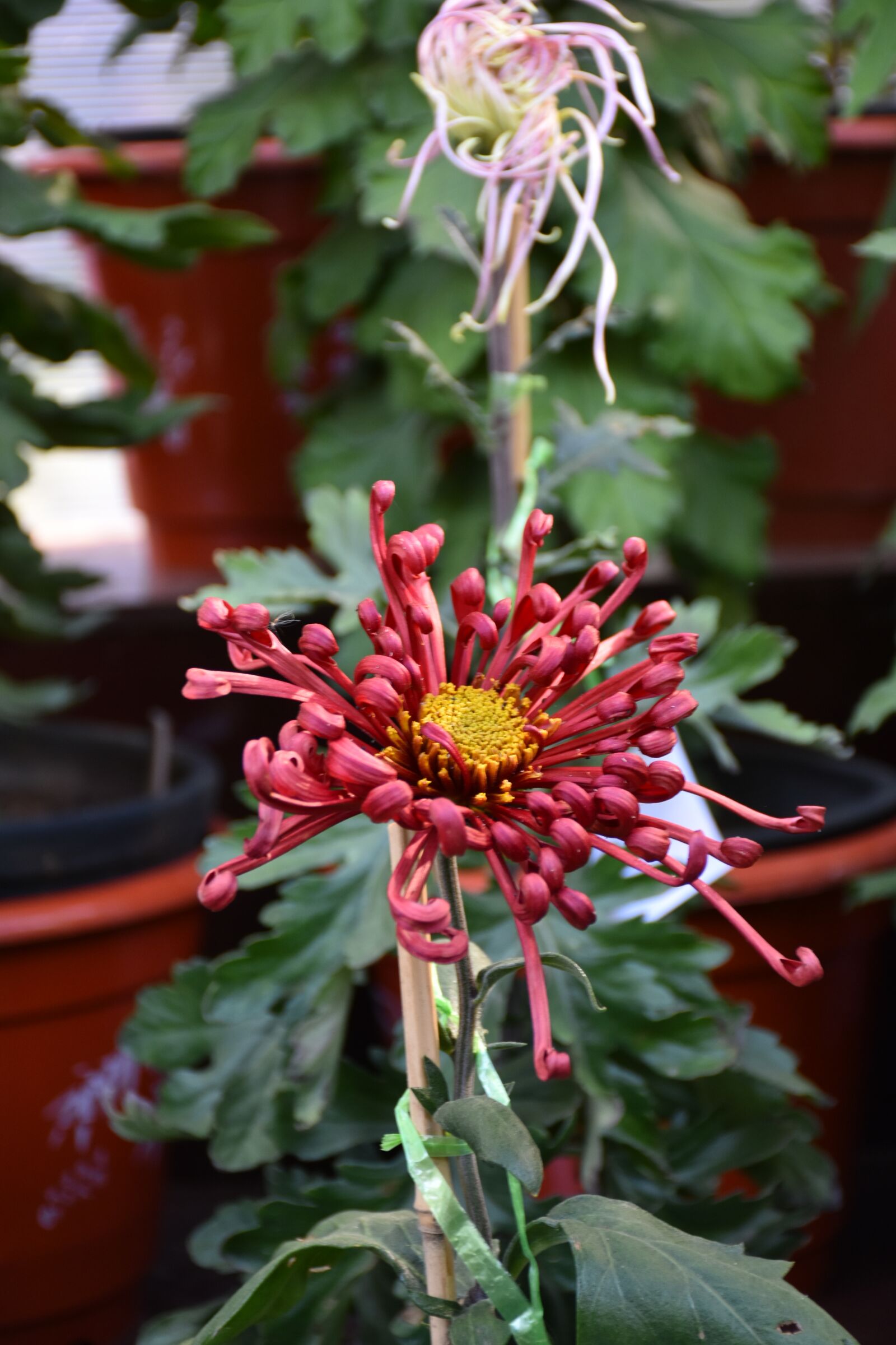 Nikon D7200 sample photo. Ink chrysanthemum, crimson, plant photography