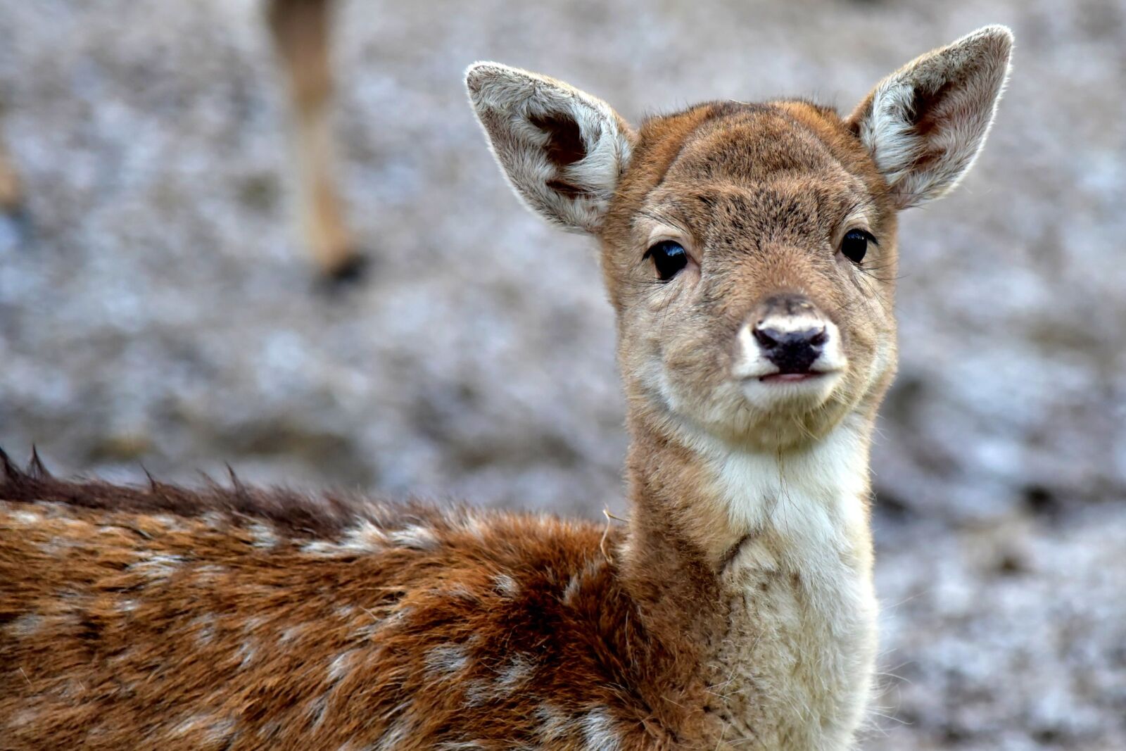 Nikon D750 sample photo. Deer, puppy, fawn photography