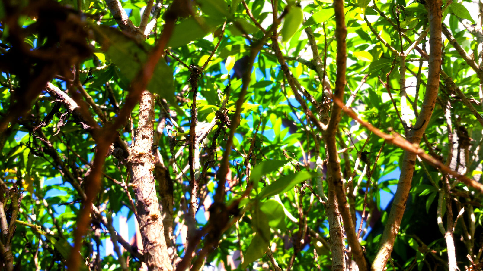 Samsung Galaxy S4 sample photo