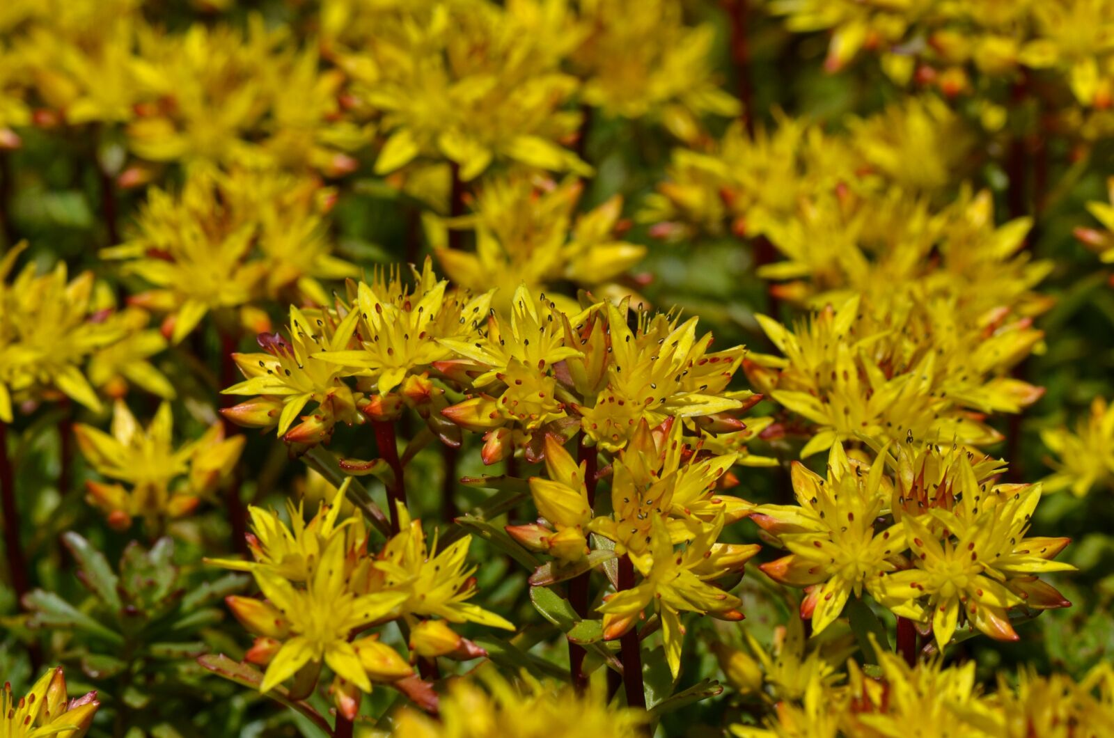 Nikon D7000 sample photo. Stonecrop, sedum, nature photography