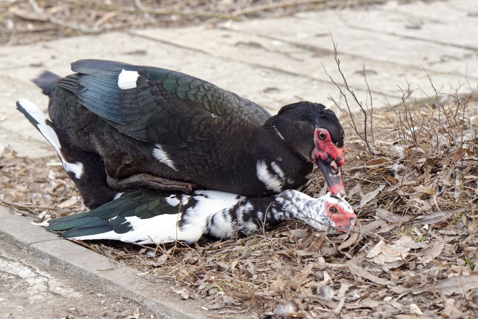 Nikon D5300 sample photo. Birds, ducks, move photography