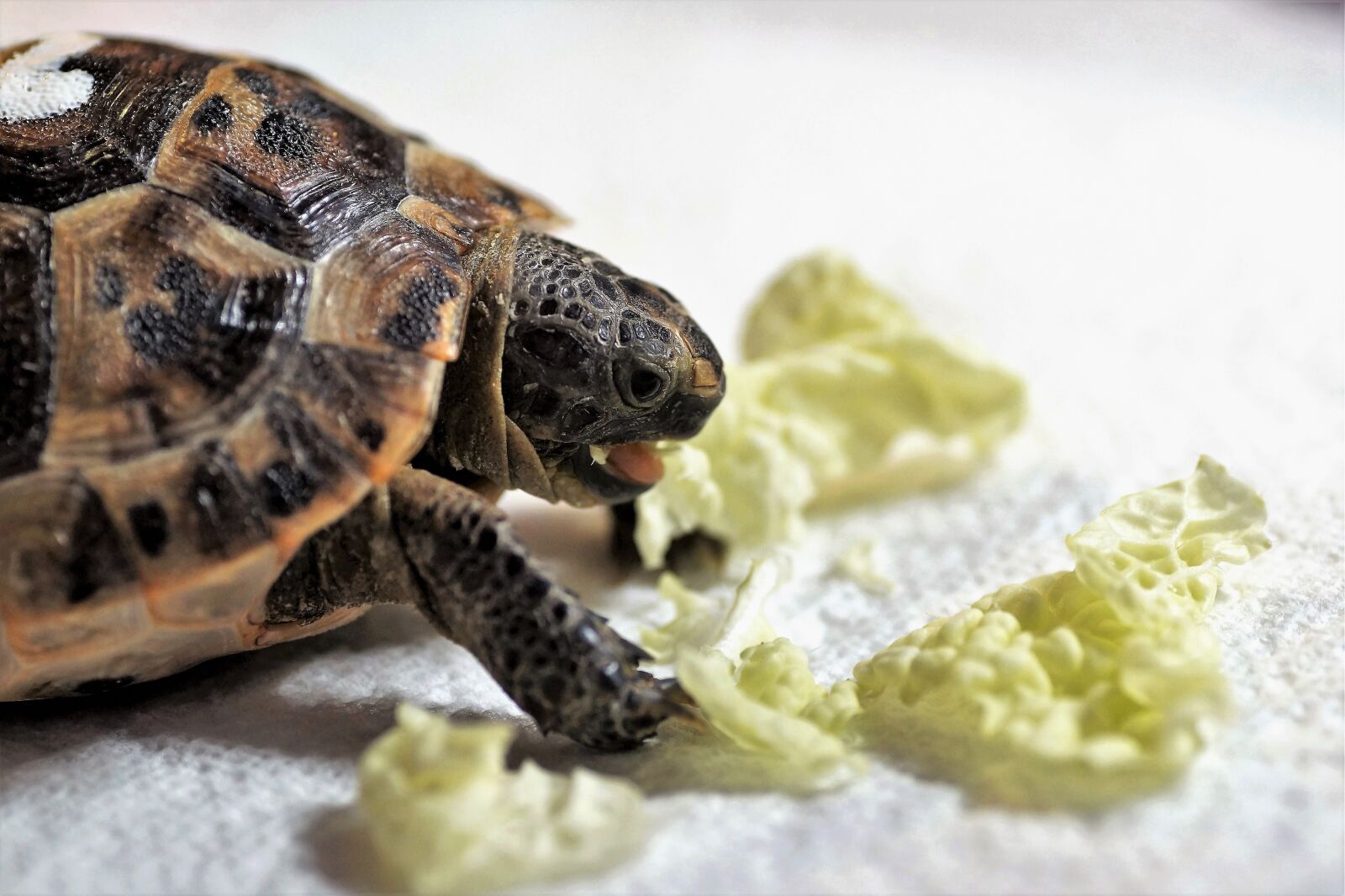 Sony SLT-A58 sample photo. Turtle, cub, reptile photography