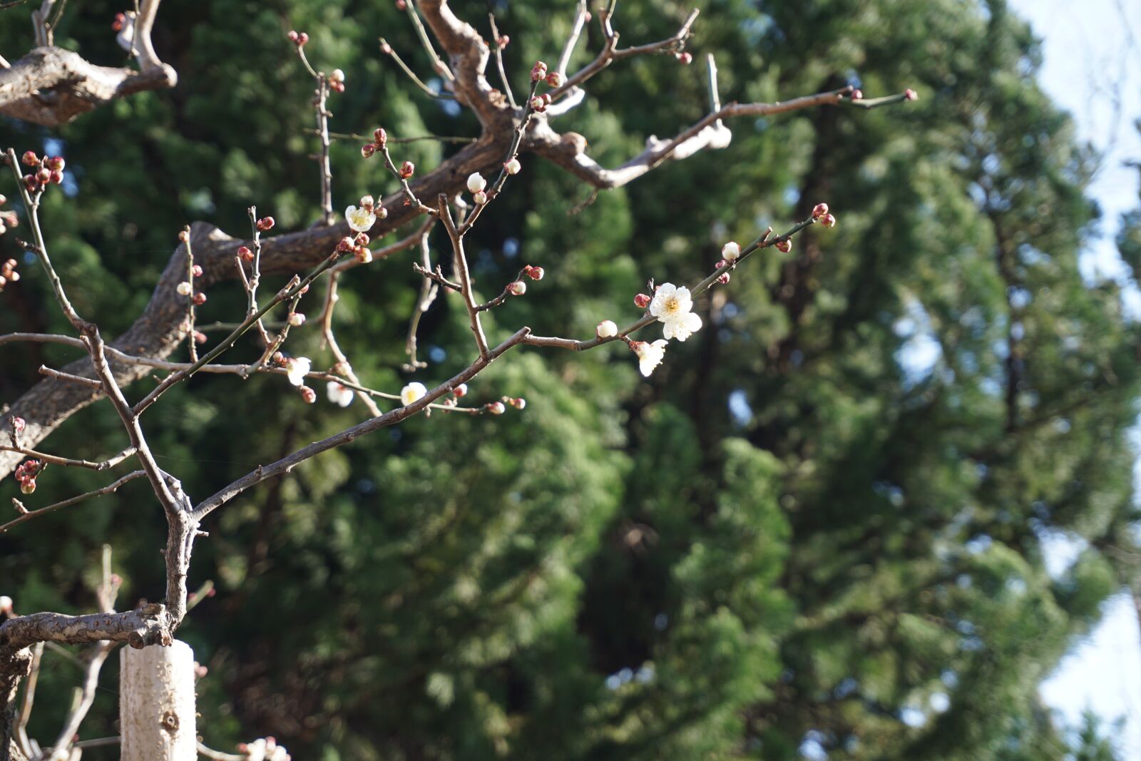 Sony a5100 sample photo. Tree, spring, sakura photography