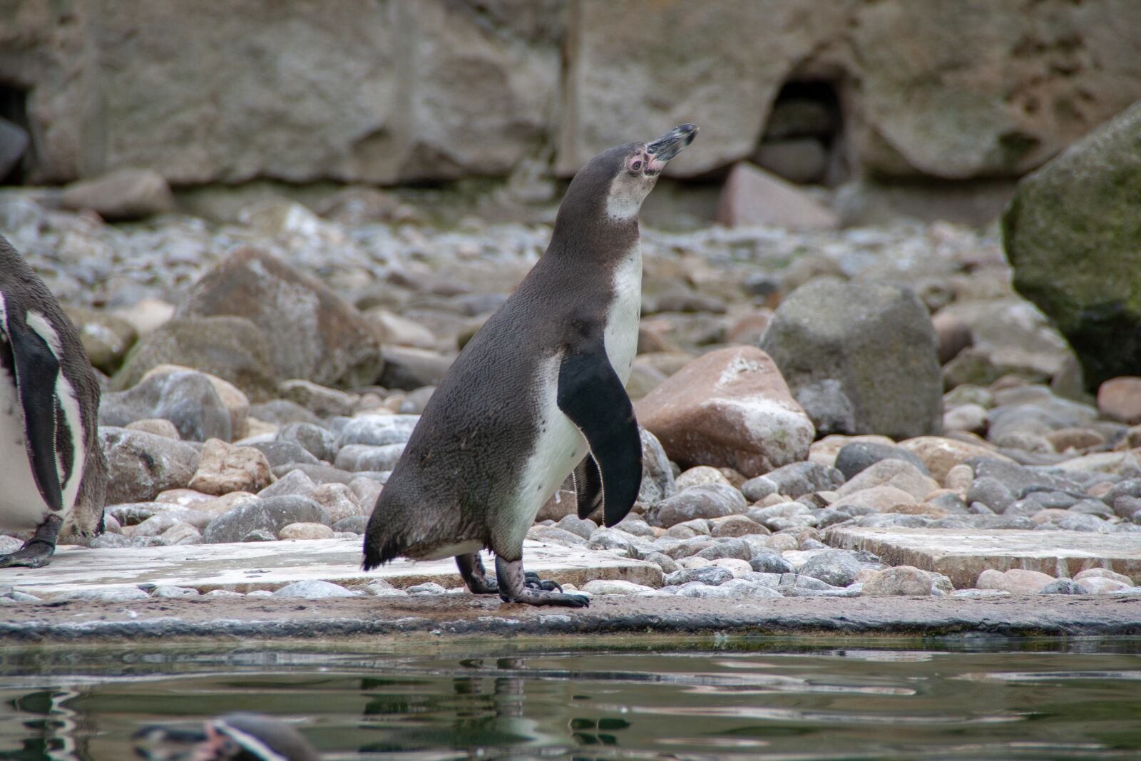 Canon EOS 400D (EOS Digital Rebel XTi / EOS Kiss Digital X) sample photo. Pinguin, water, focus photography