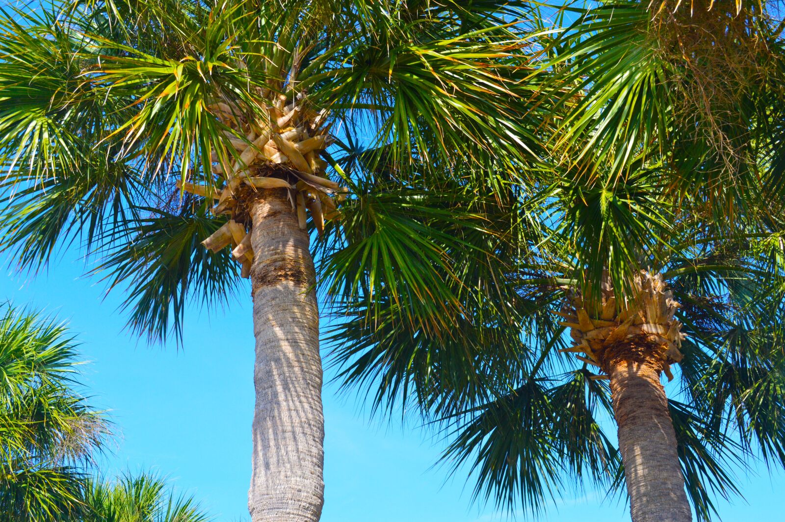 Nikon D3200 sample photo. Palm trees, tropical, sky photography