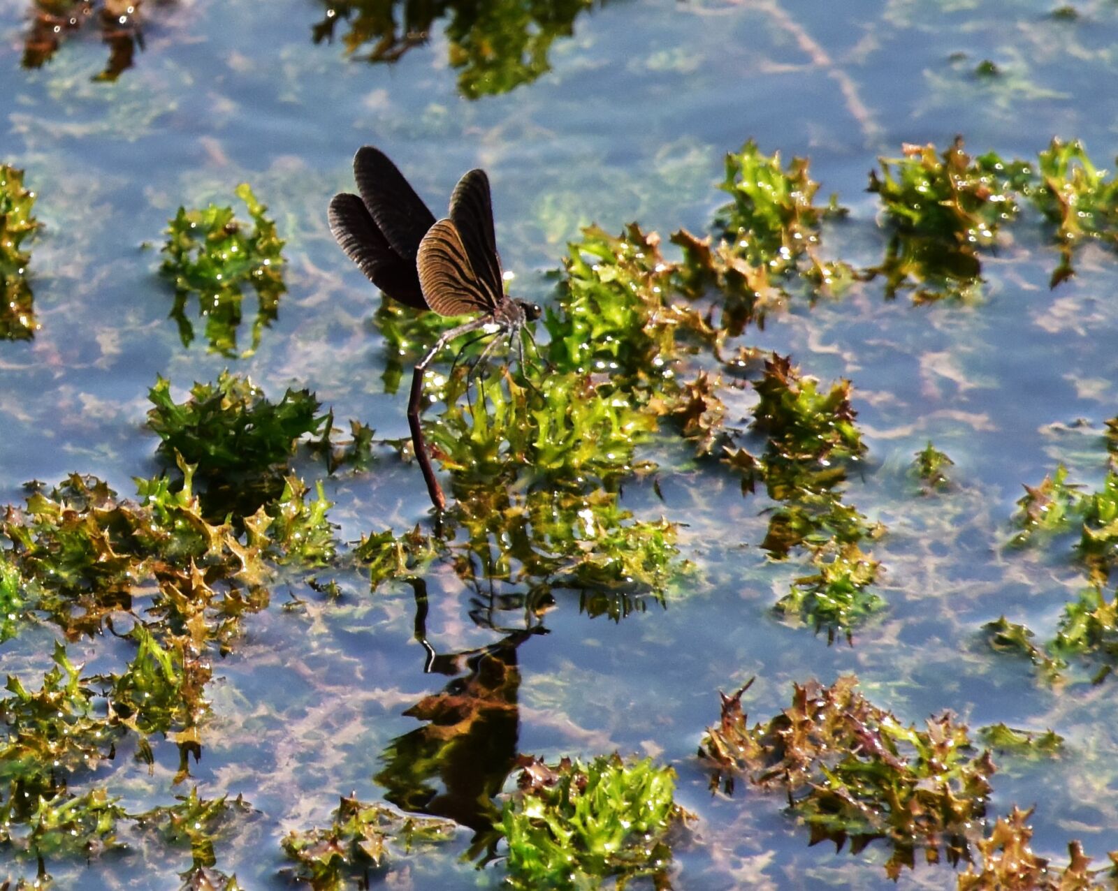 Nikon D810 sample photo. Water photography
