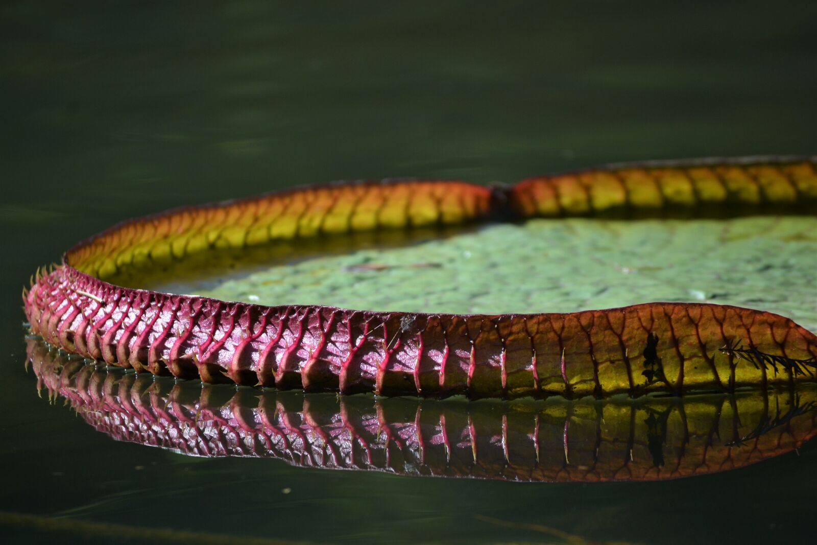 Nikon D3100 sample photo. Nature, the vit ria-r photography