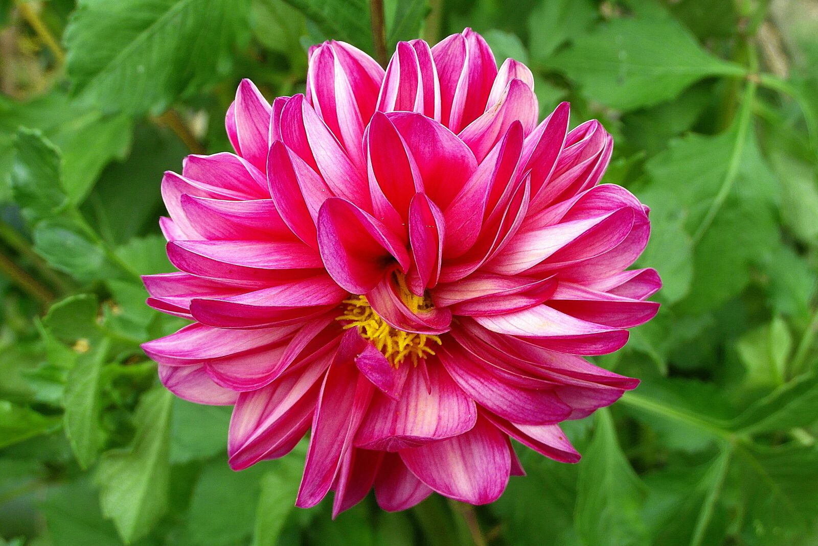Samsung WB750 sample photo. Dalia, flower, garden photography