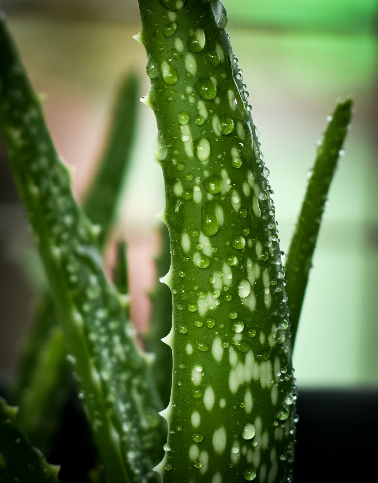 Nikon D7200 sample photo. Flora, leaf, nature photography