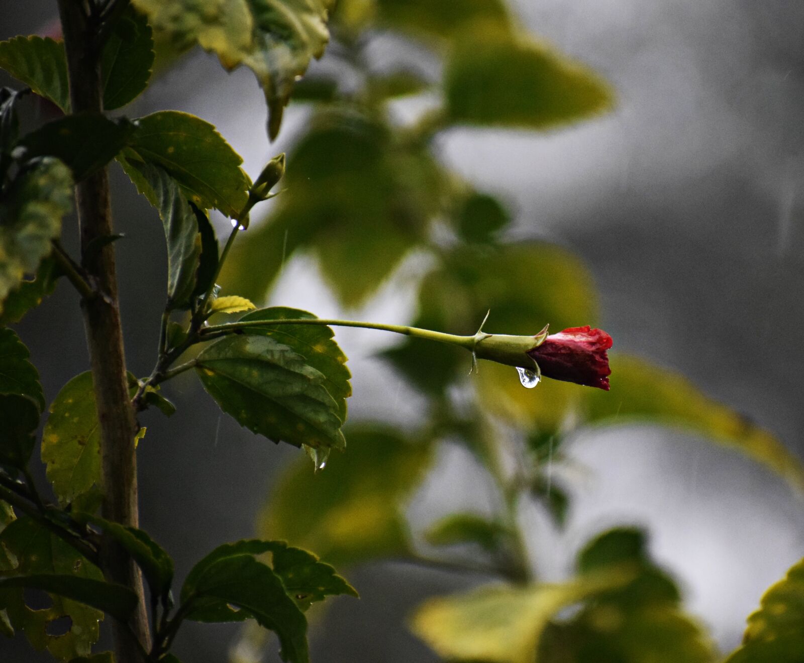 Nikon D3300 sample photo. Rains, droplets, wet photography