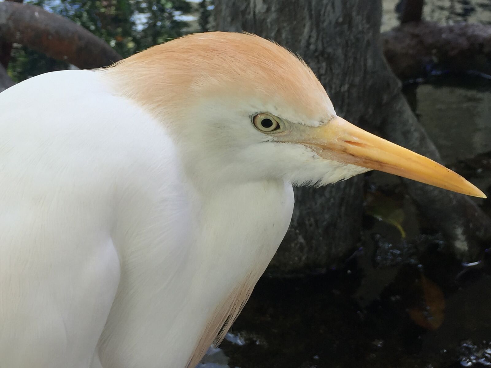 Apple iPhone 6 sample photo. Cattle egret, bird, egret photography