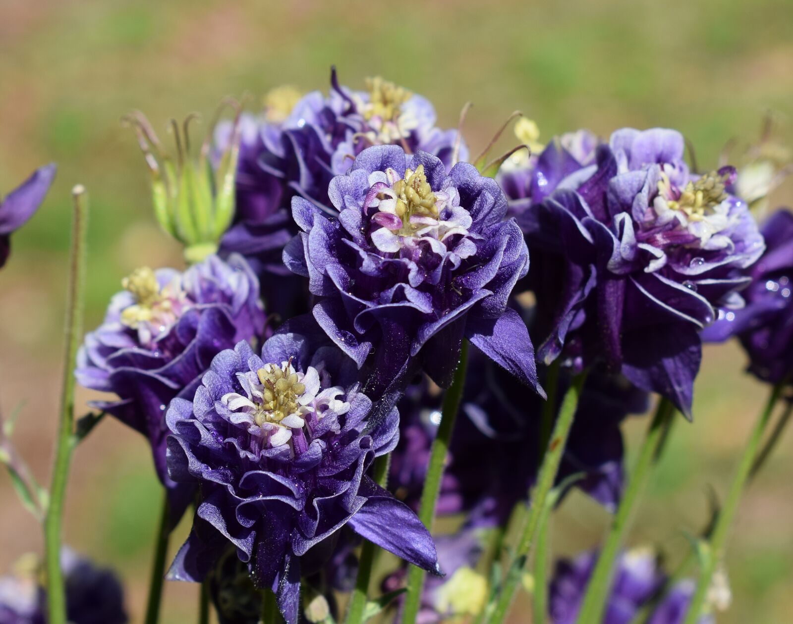 Nikon D3300 sample photo. Rain-wet columbine, rain drops photography