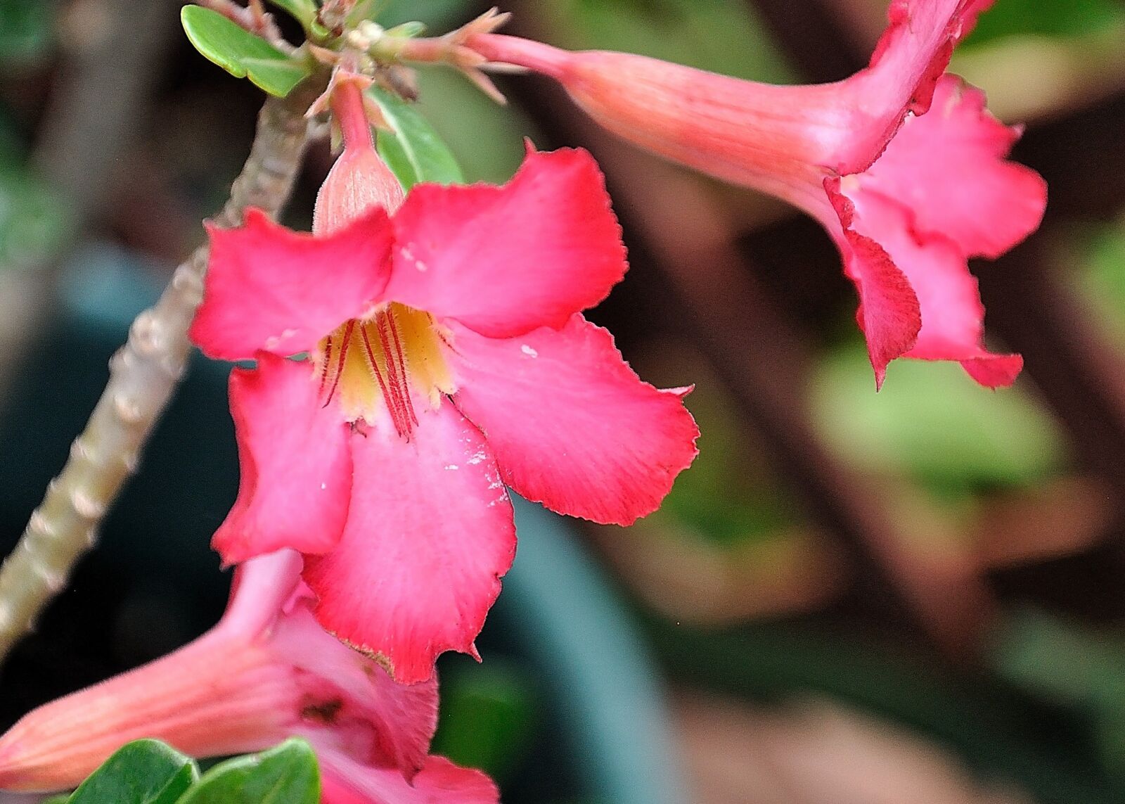 Nikon D90 sample photo. Desert rose, color, nature photography
