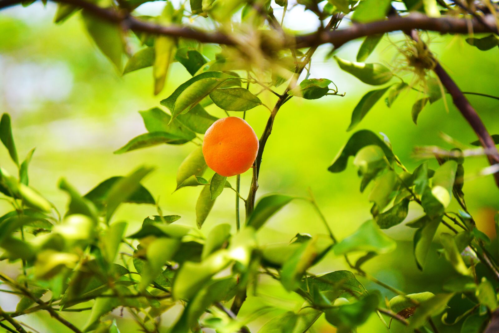 Nikon D5200 sample photo. Fruit, tangerine, food photography