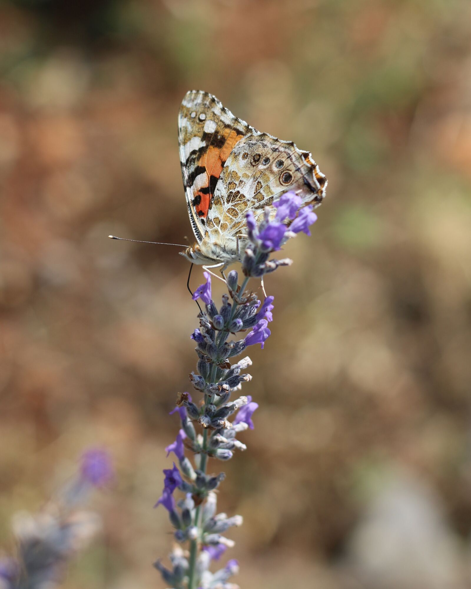 Canon EOS 700D (EOS Rebel T5i / EOS Kiss X7i) sample photo. Painted lady, lavender, violet photography