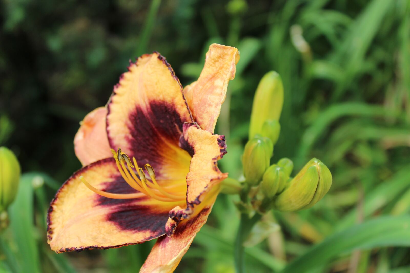 Canon EOS 600D (Rebel EOS T3i / EOS Kiss X5) sample photo. Flower, summer, summer flower photography