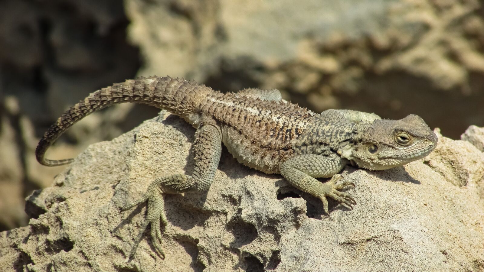 Canon PowerShot SX400 IS sample photo. Reptile, nature, lizard photography