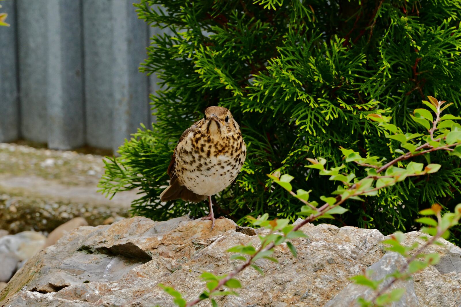 Panasonic Lumix DMC-FZ1000 sample photo. Thrush, plavý, sit photography