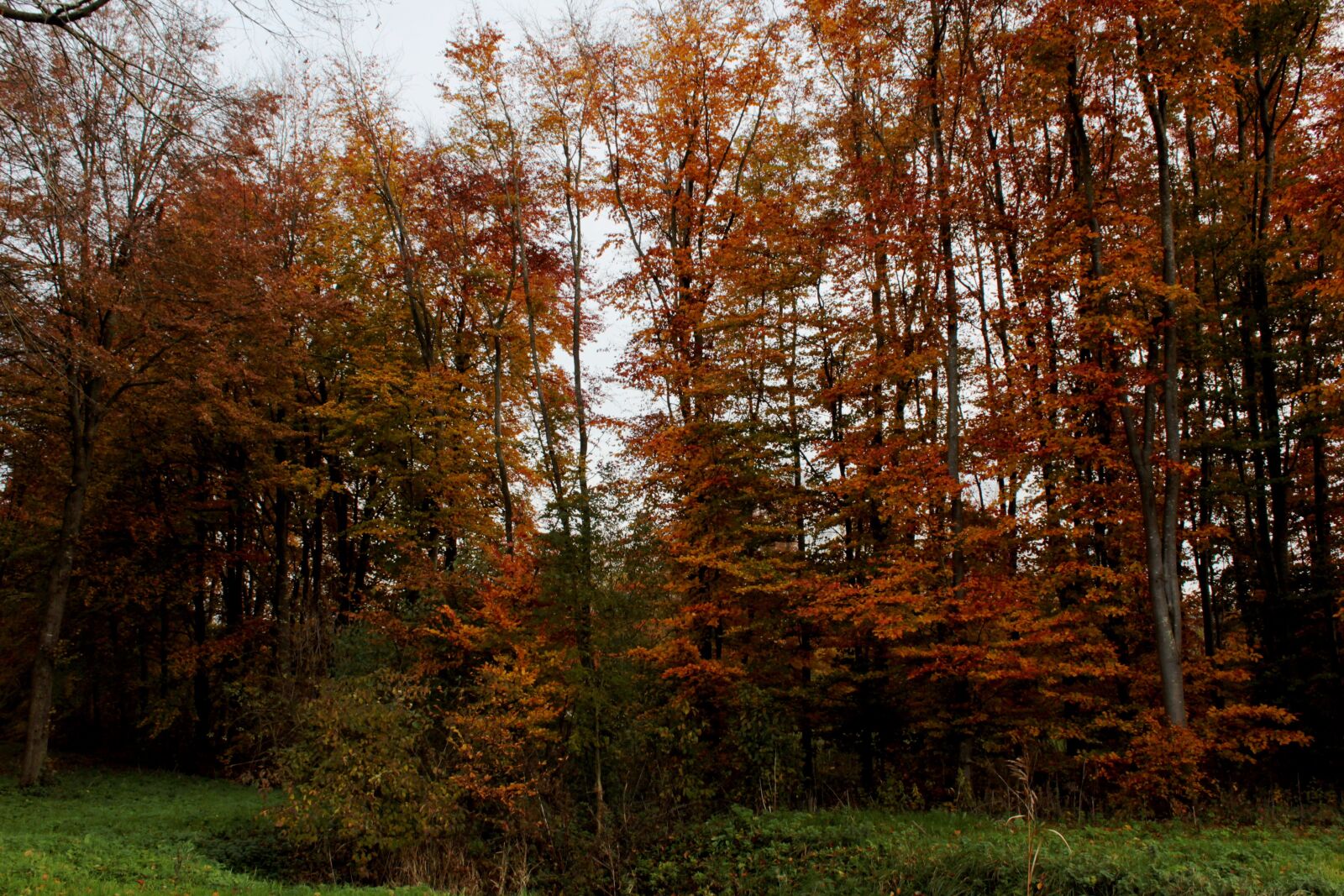 Canon EOS 600D (Rebel EOS T3i / EOS Kiss X5) sample photo. Autumn leaves, trees, autumn photography